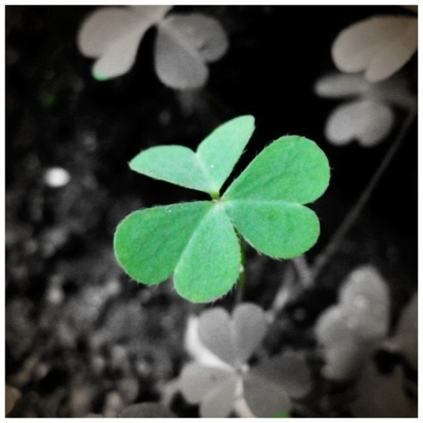 a green shamrock leaf standing out against the background of a black and white po