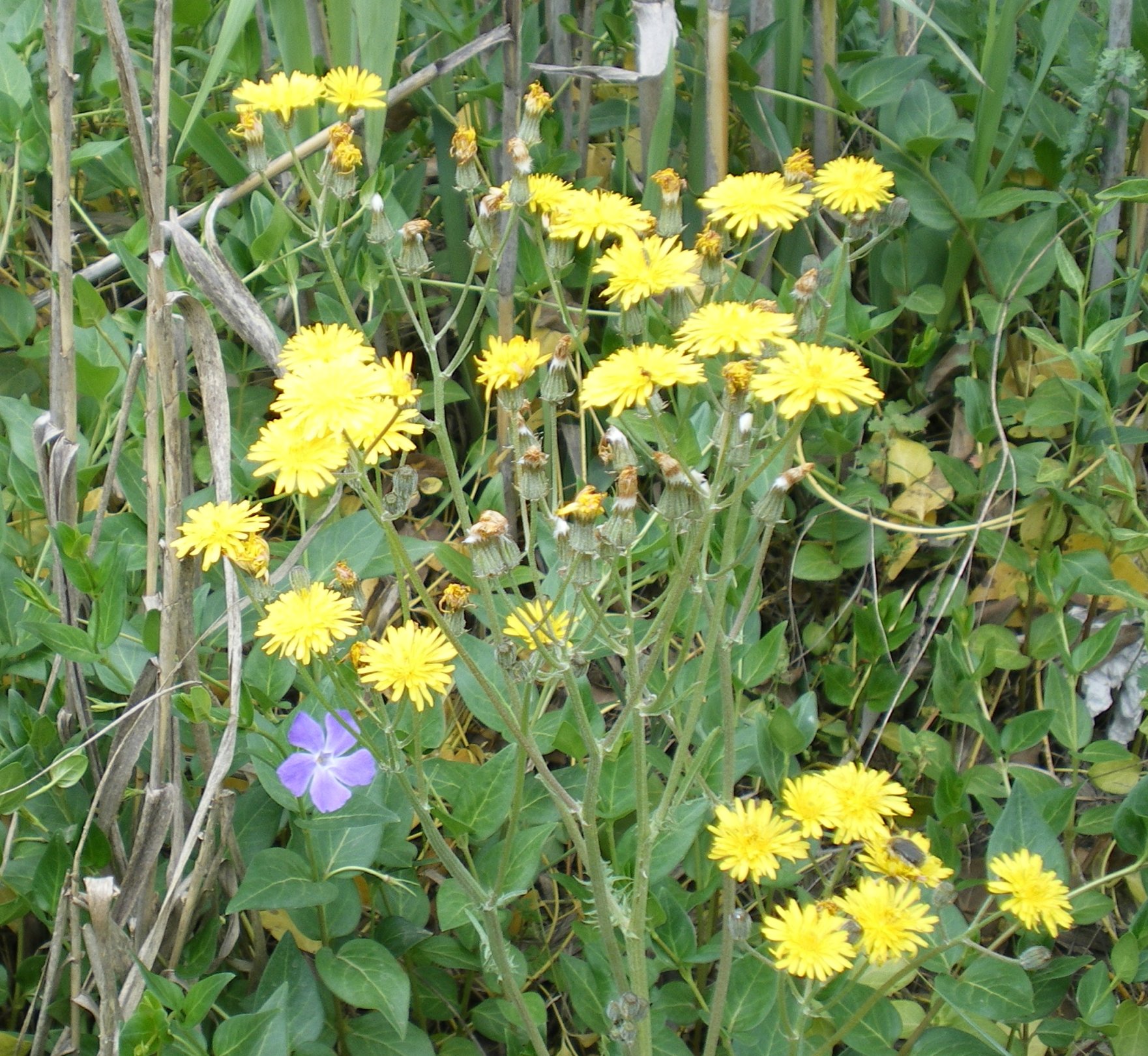 a bunch of yellow and blue flowers in a field