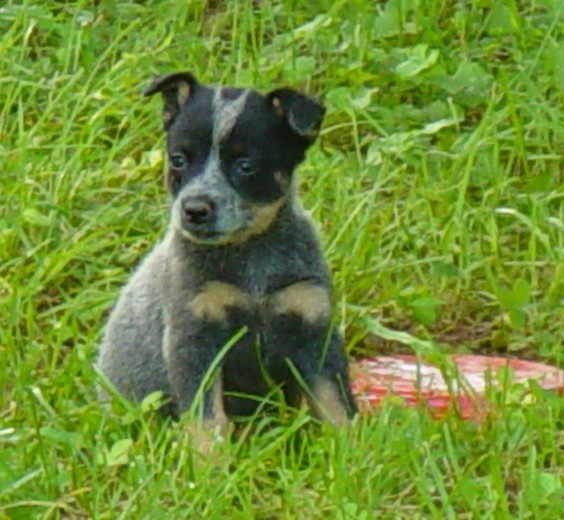 small black and brown dog sitting in the grass