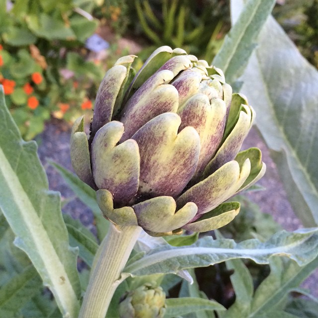 a blooming artichoke sitting on a plant outside