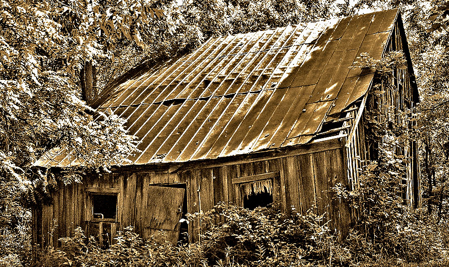 old barn with metal roof and overgrown trees