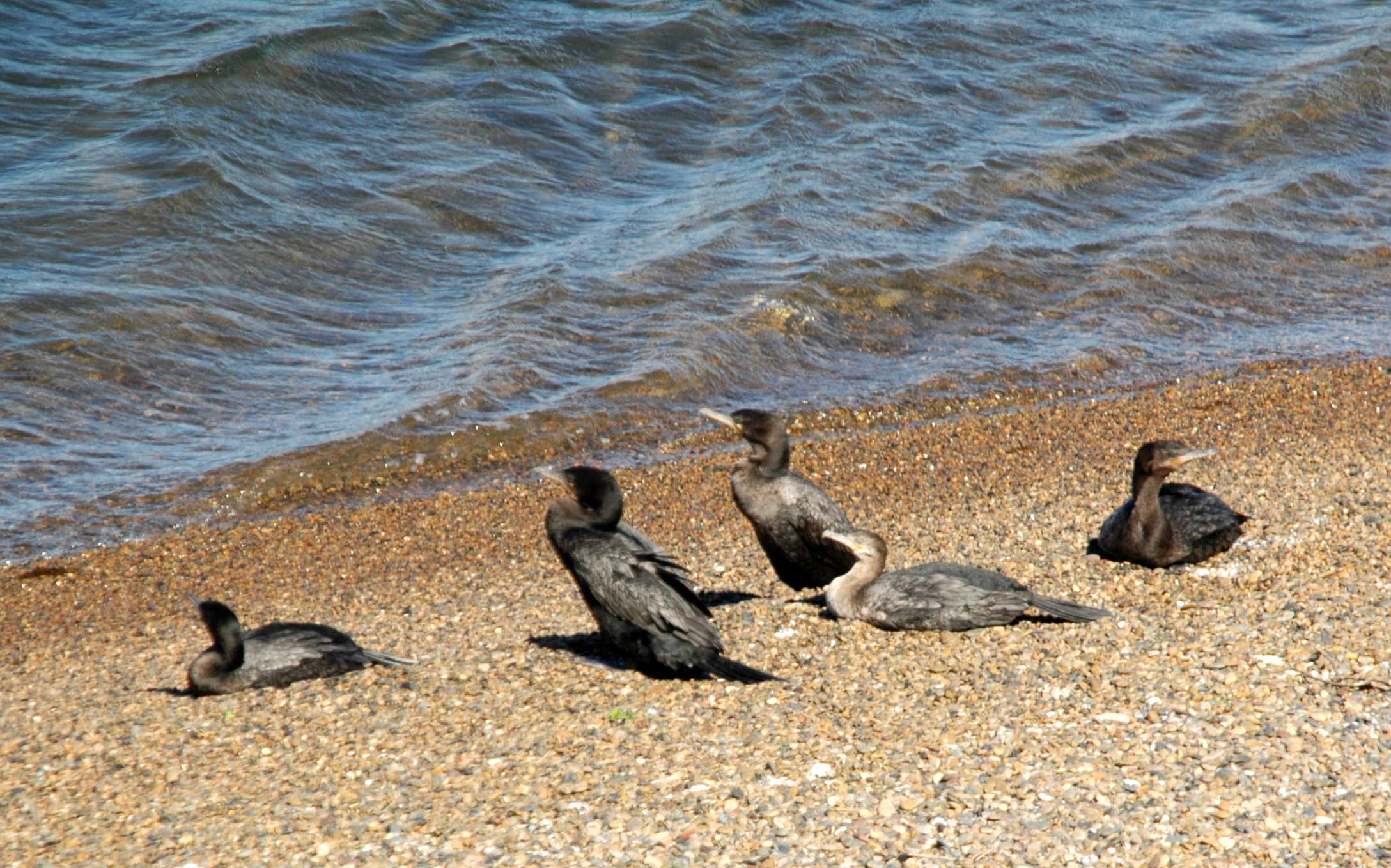 several birds are sitting on a beach in front of the water