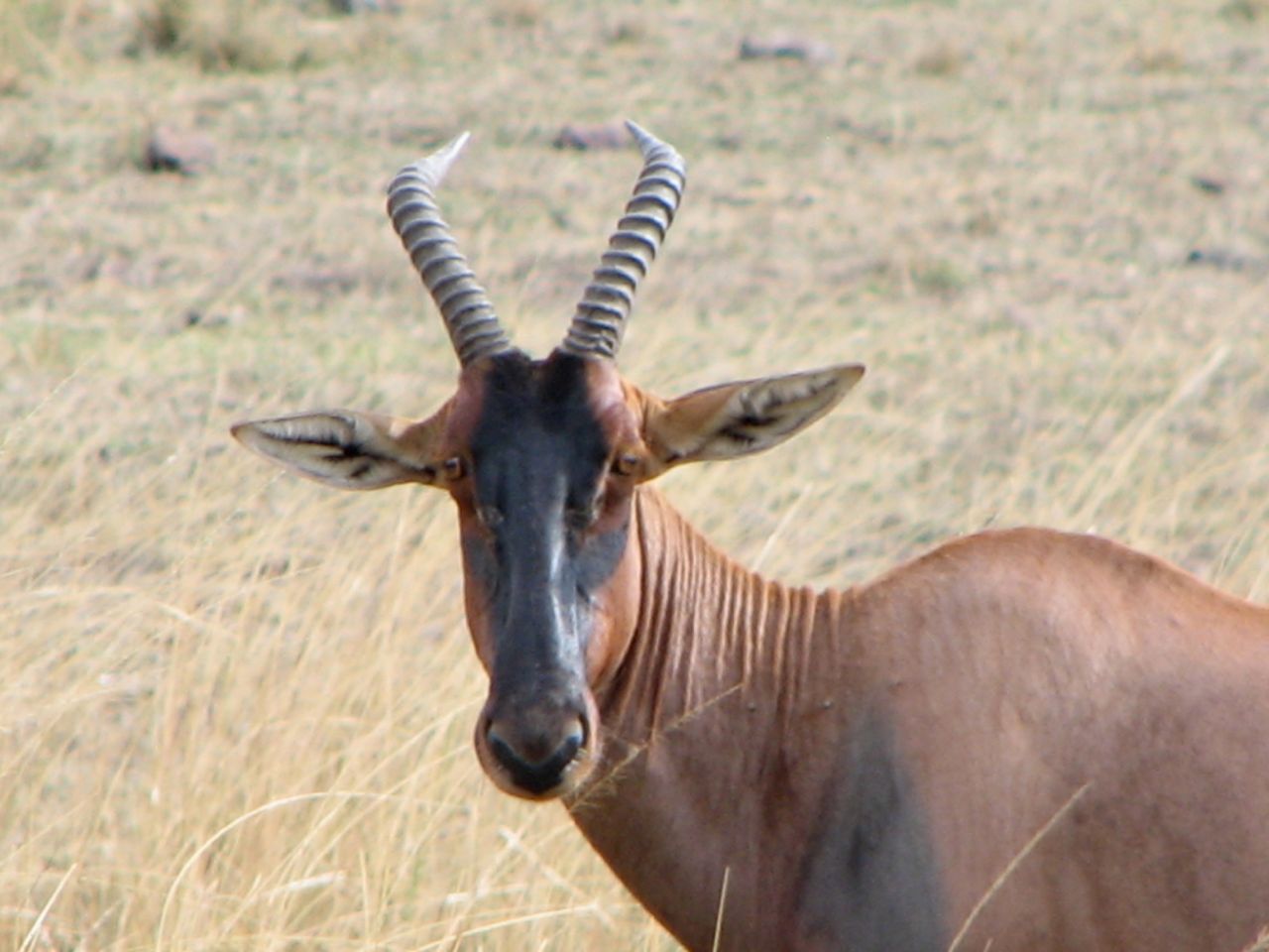 a horned goat with large long horns stands in a brown field