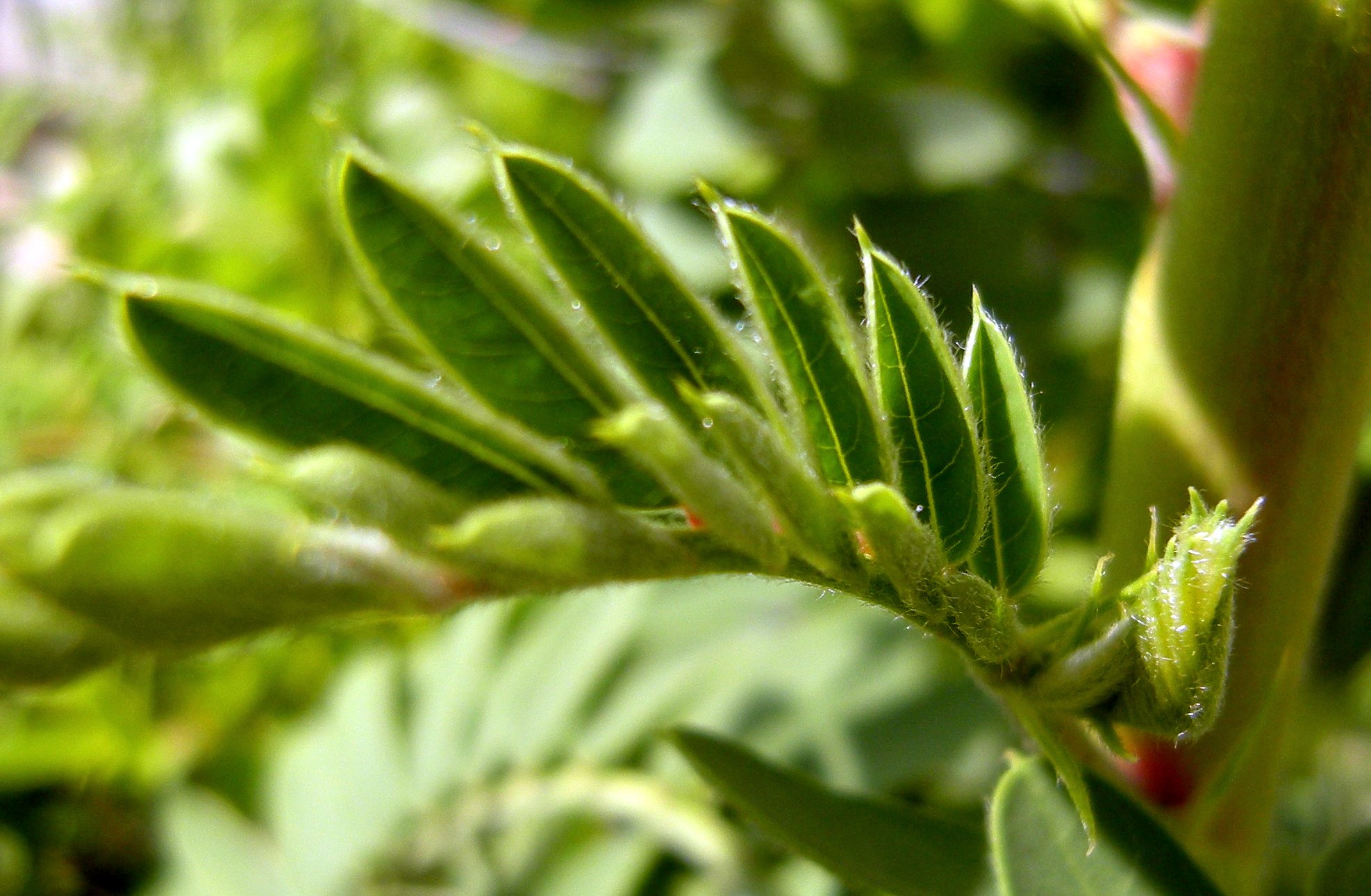 close up of the leaves of an early apple tree