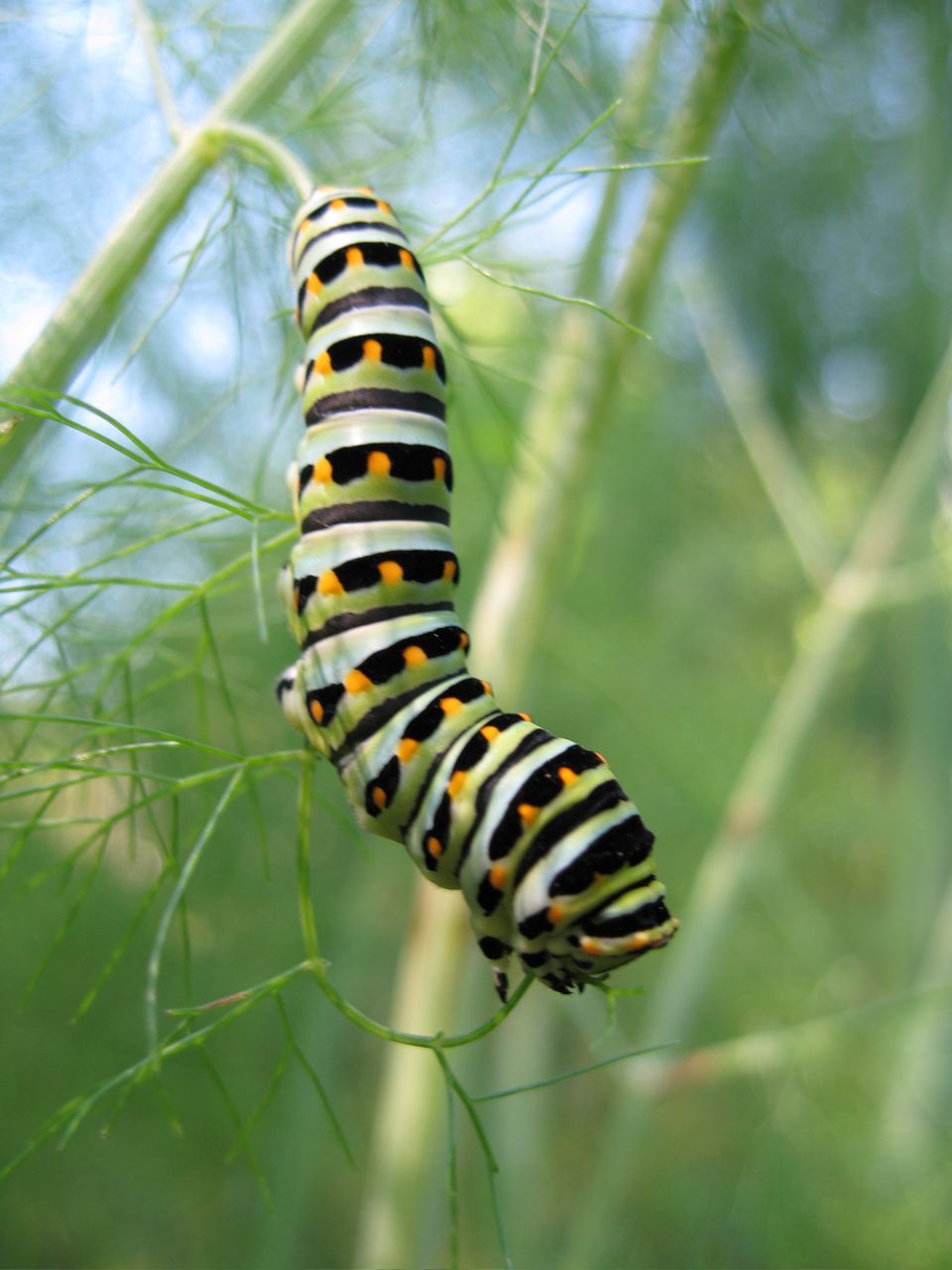the small caterpillar has black stripes on it's shell