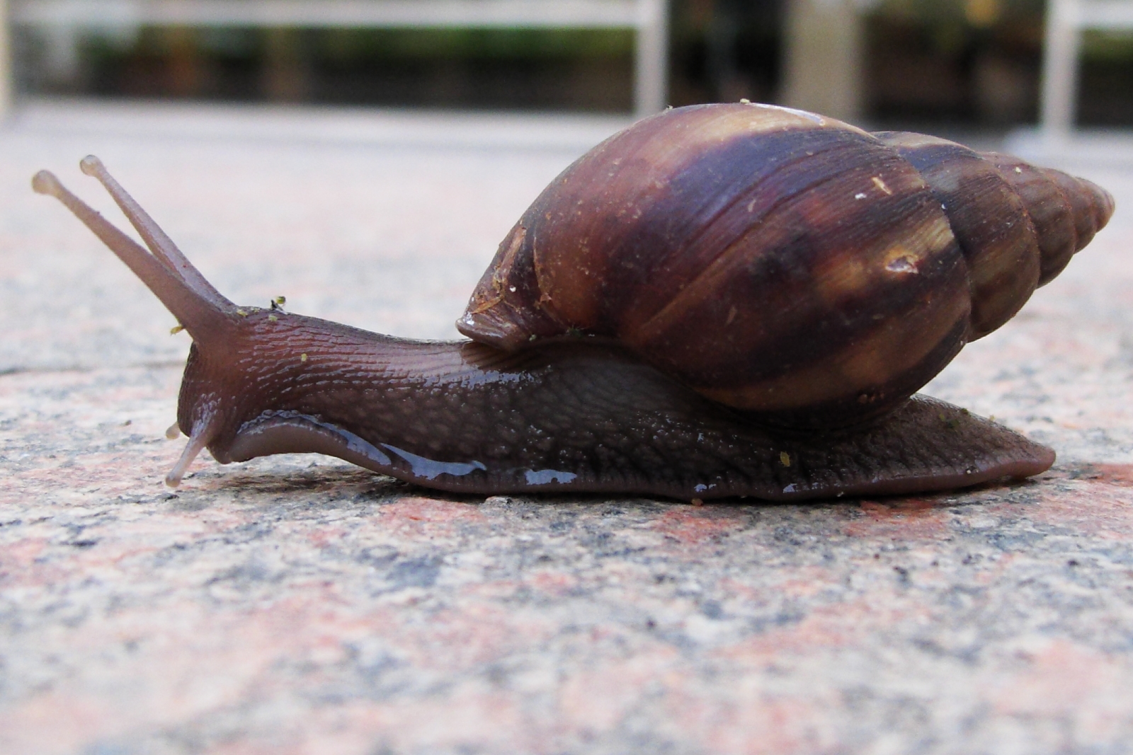 a slug crawling on top of cement with one snail's shell missing