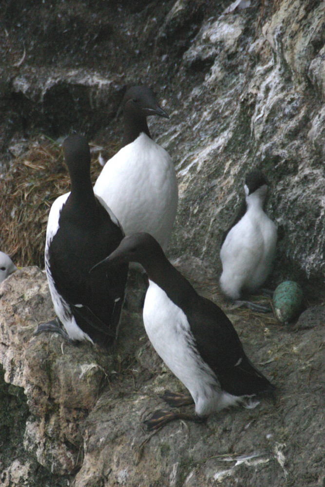 three birds standing around on some rocks