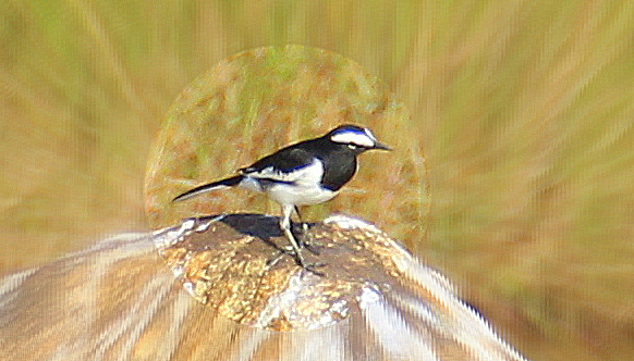 a bird sitting on top of a dry grass covered ground