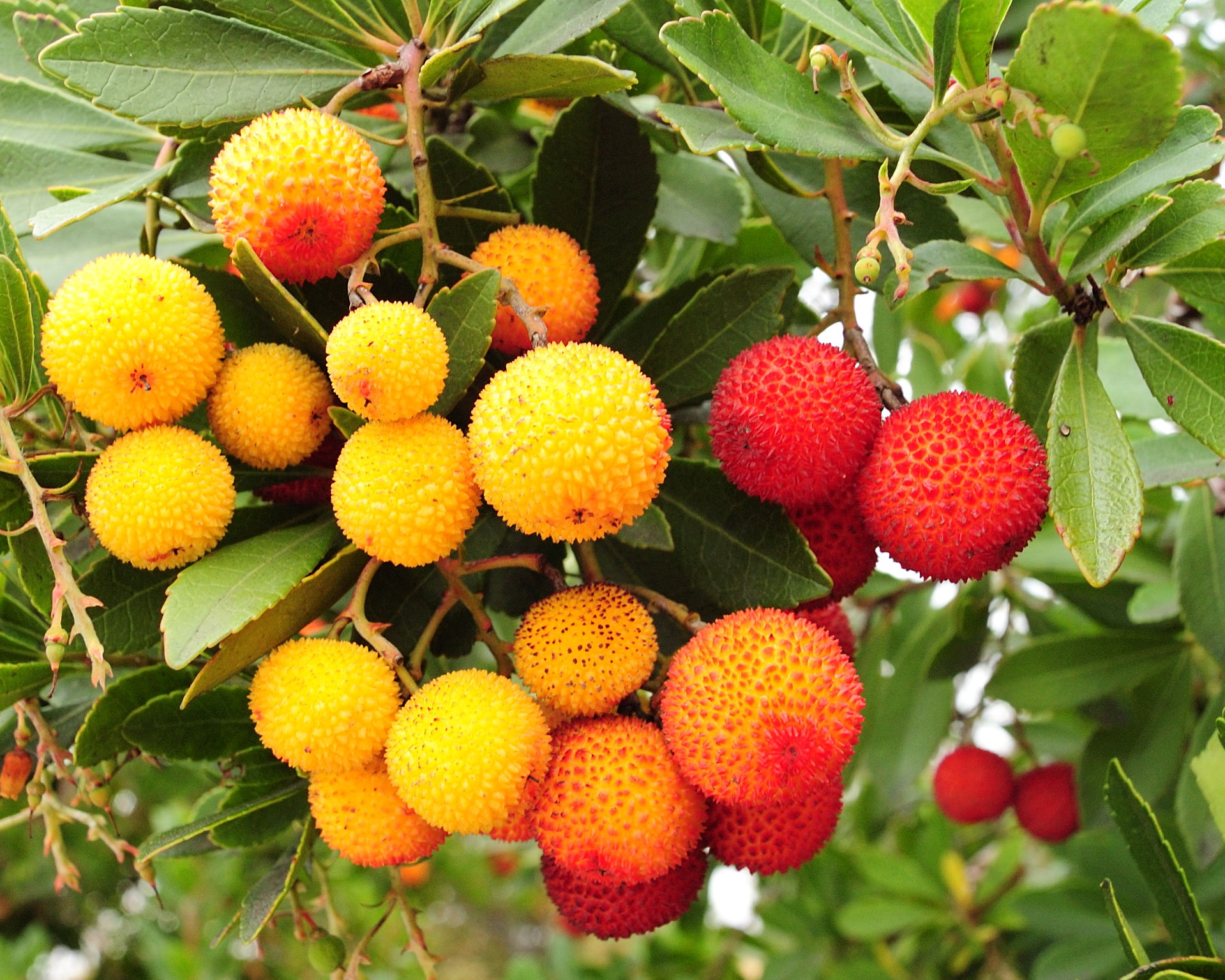 berries growing on the trees with green leaves