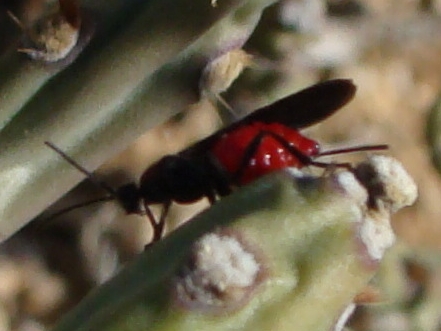 the red insect is sitting on a plant