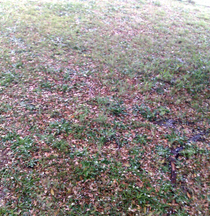 some plants on the ground with brown and green leaves