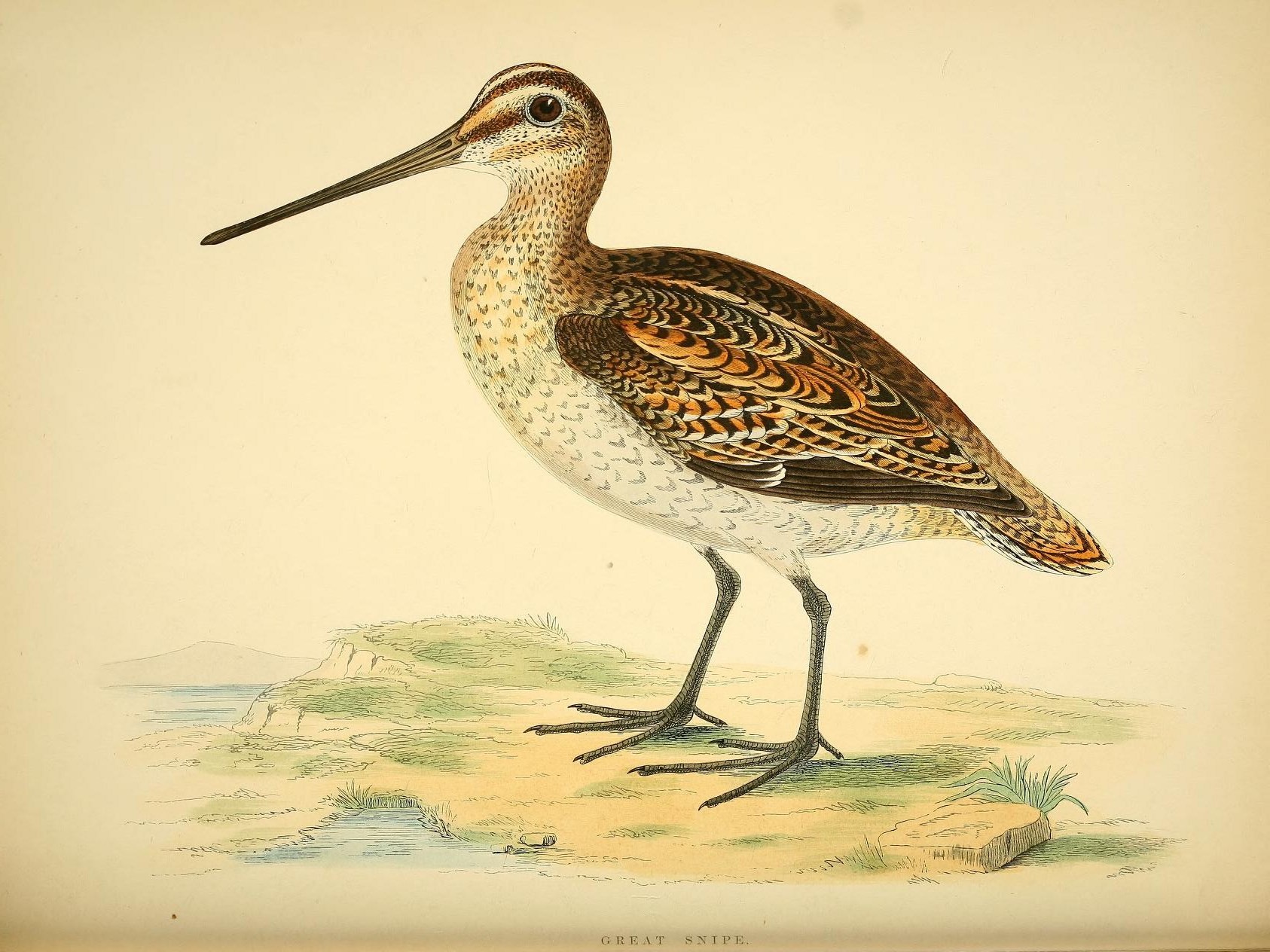 a bird stands in the sand with grass and sand on the ground