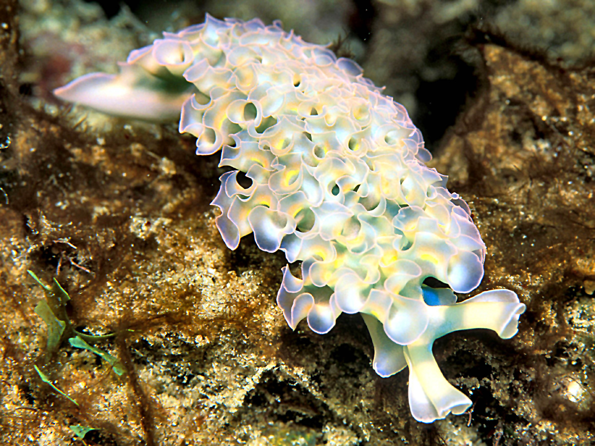 a green and white sea anemone laying on a rock