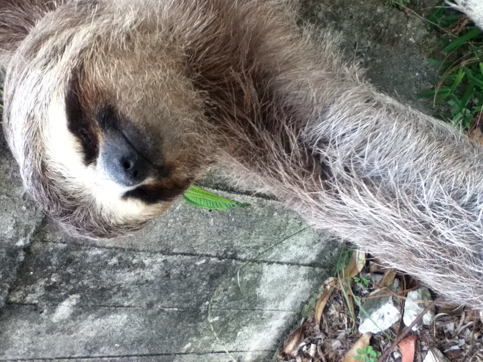 the head and claws of a gray sloth