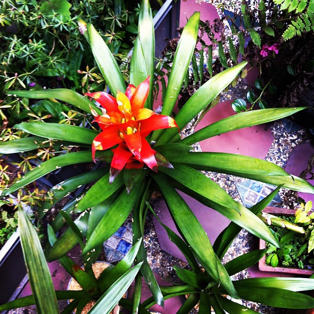 a bright red flower surrounded by many green plants