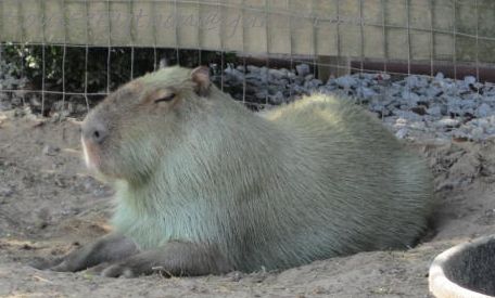 there is a very cute capy animal sleeping in the dirt