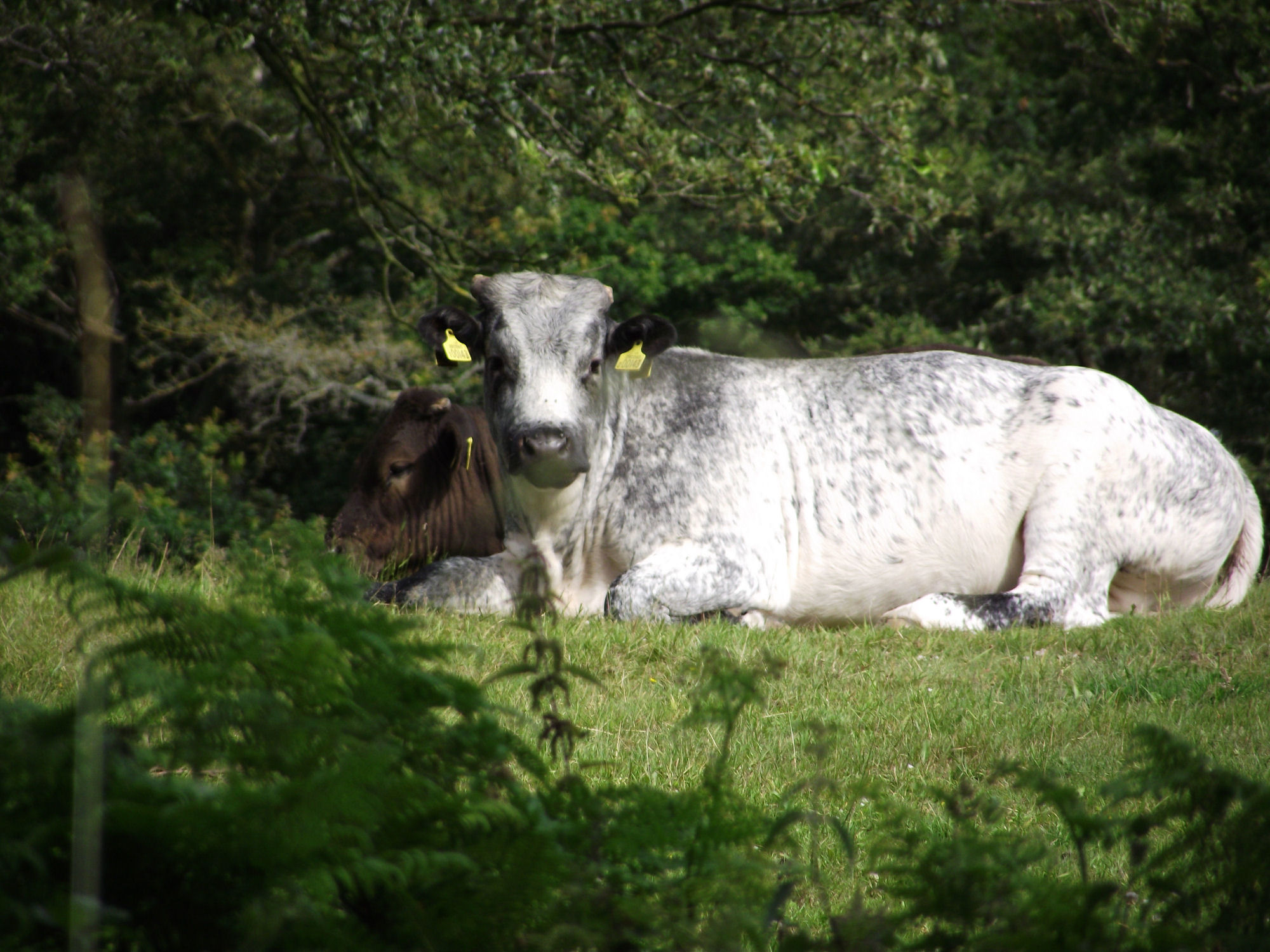 a cow that is laying down in the grass