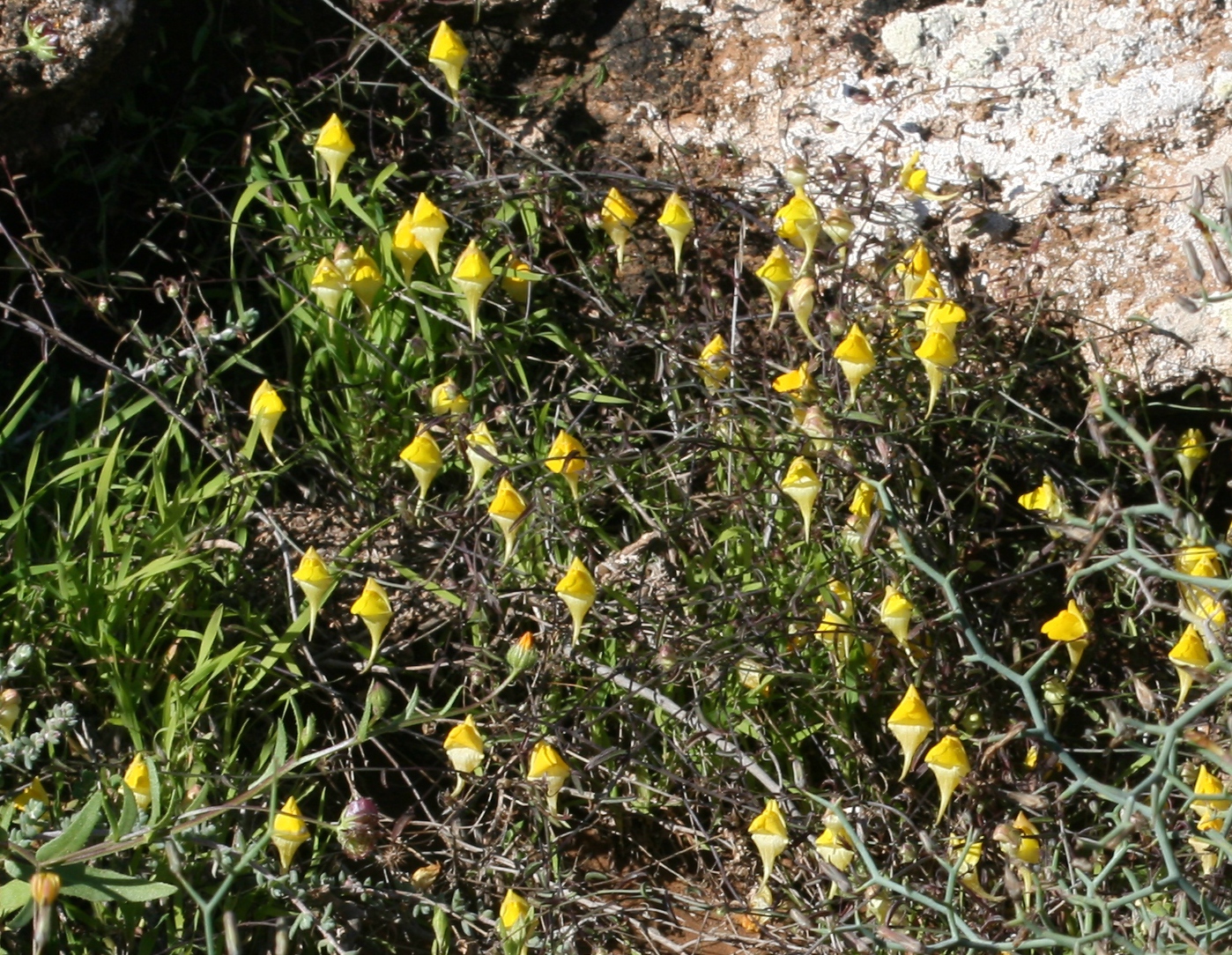 some small yellow flowers near the ground