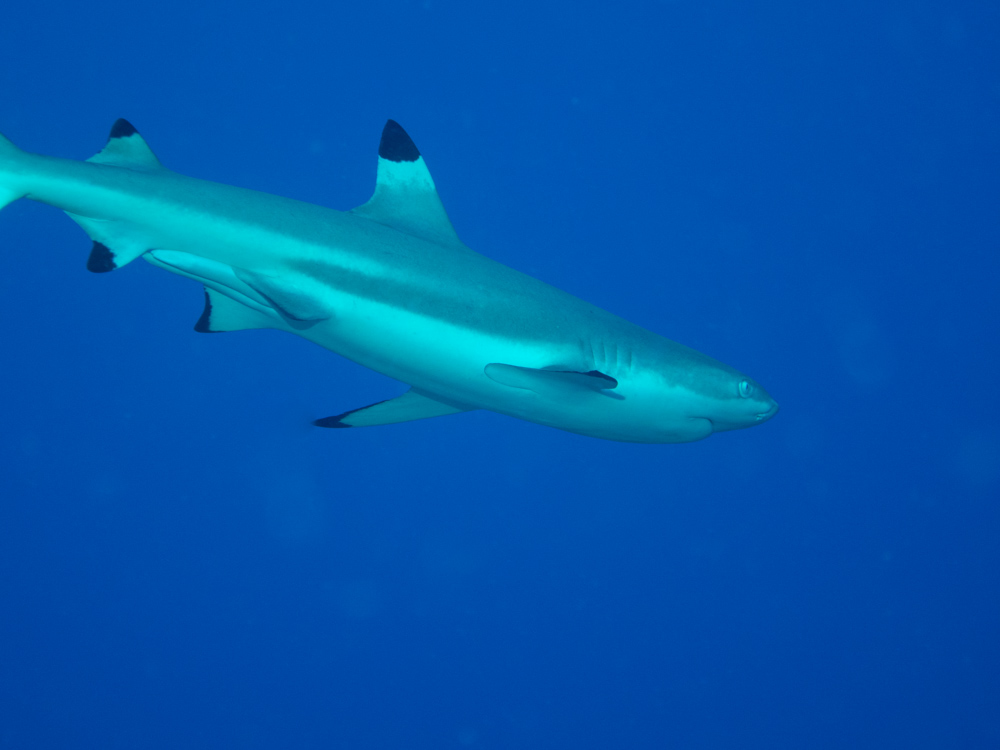 a white shark with black eyes and black tip swimming on the ocean