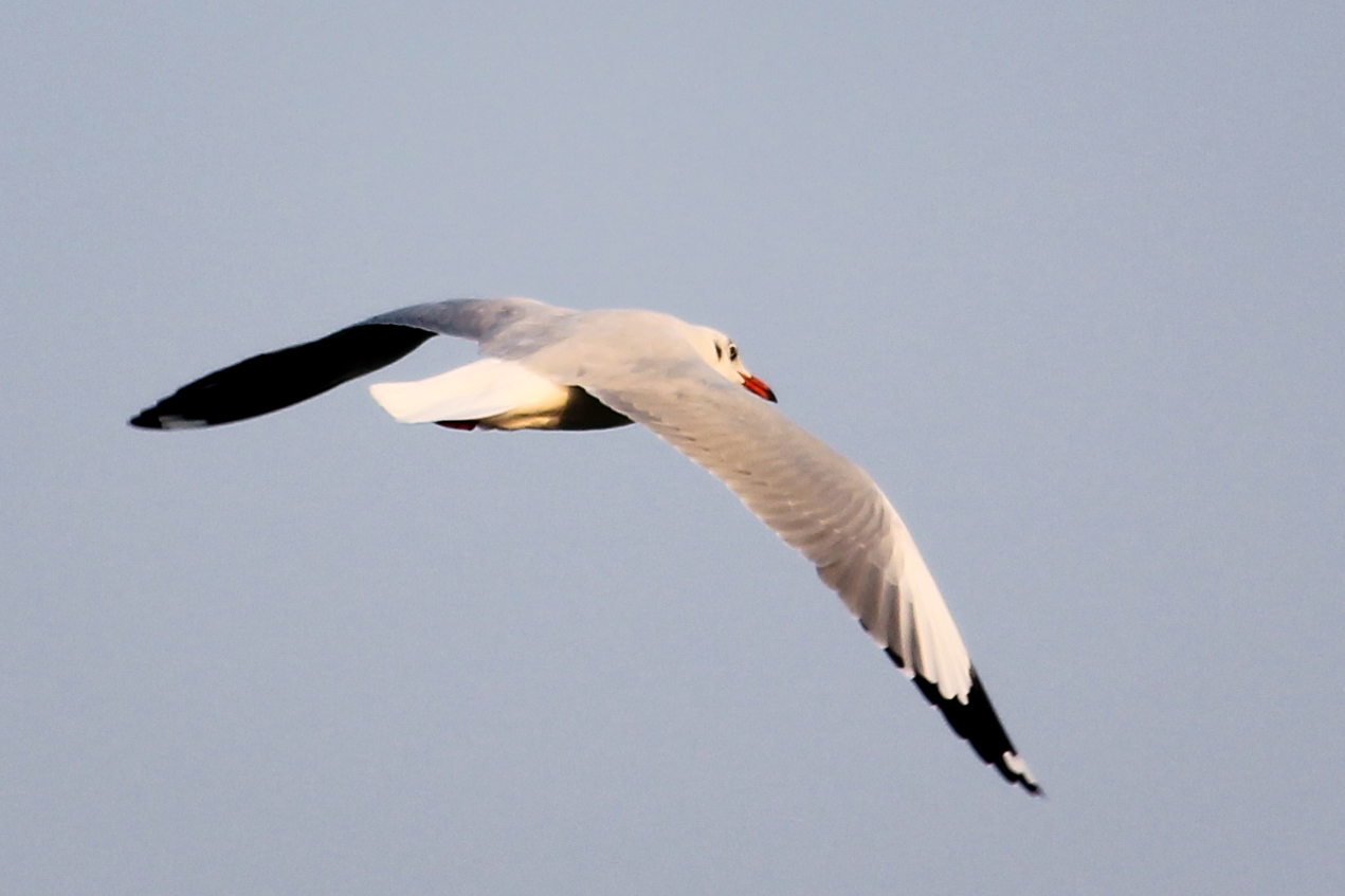 a white bird flying through the sky on a clear day
