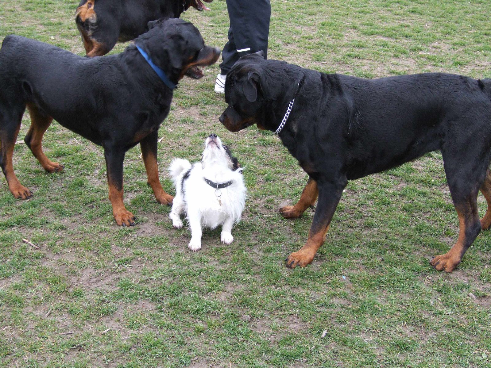 five dogs standing on grass with people