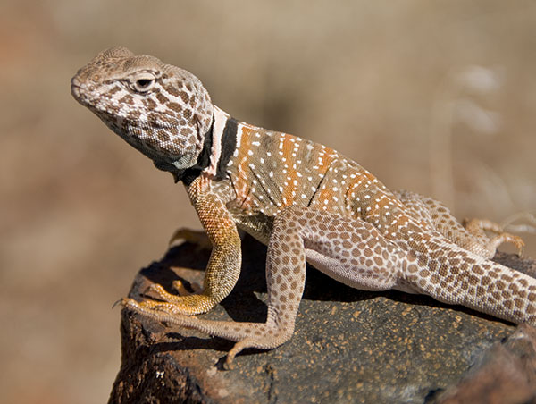 the striped lizard has two legs and is sitting on a rock