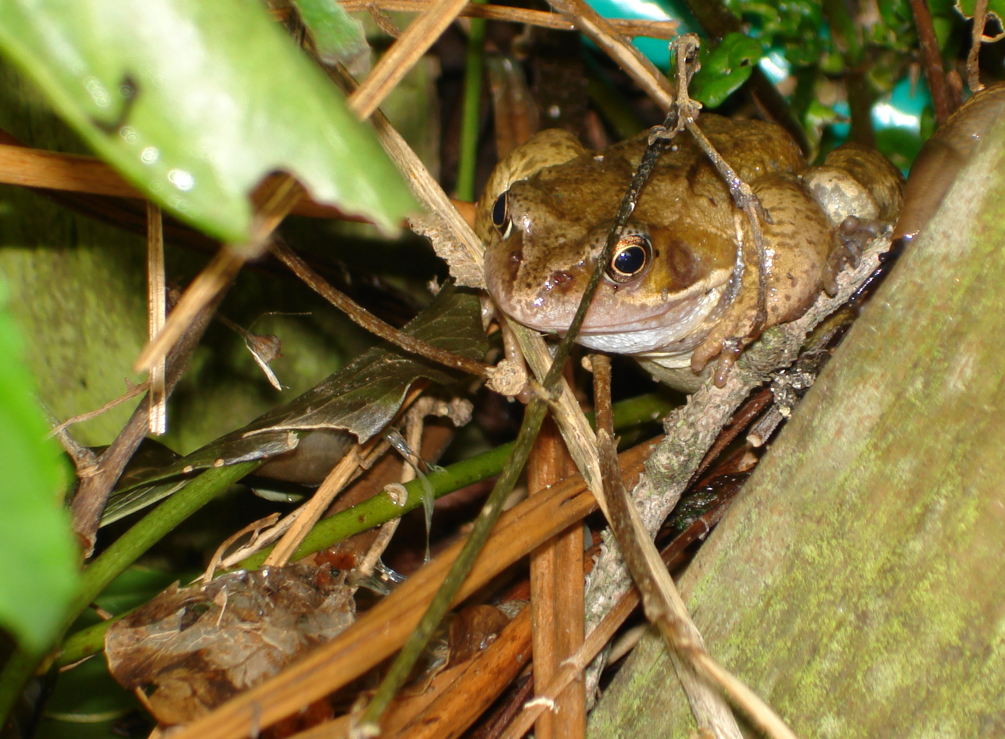 there is a small lizard sitting in some plants