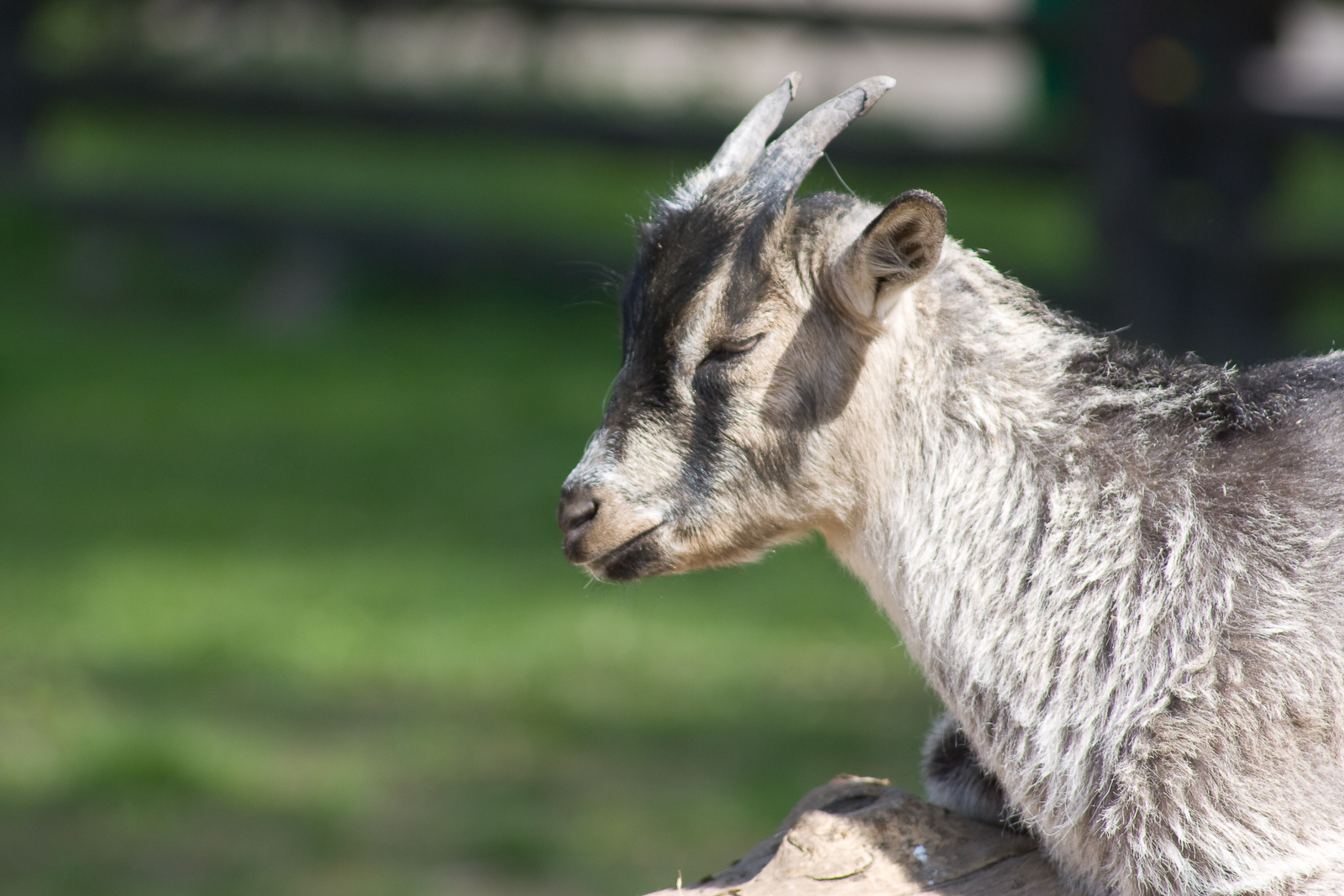 the young goat looks up at the sky