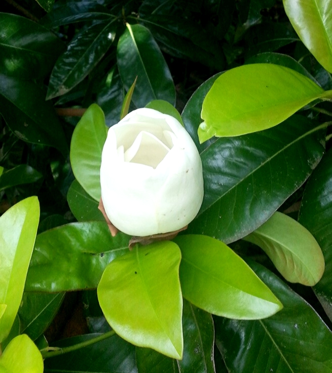 a white flower blooming on top of green leaves