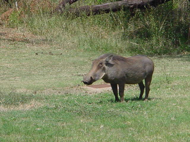 an anteator grazing in the middle of a park
