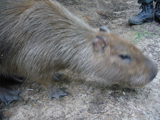 a capybara on a path and someones boots on the ground