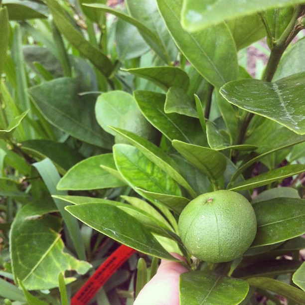 the green fruit is growing from the tree