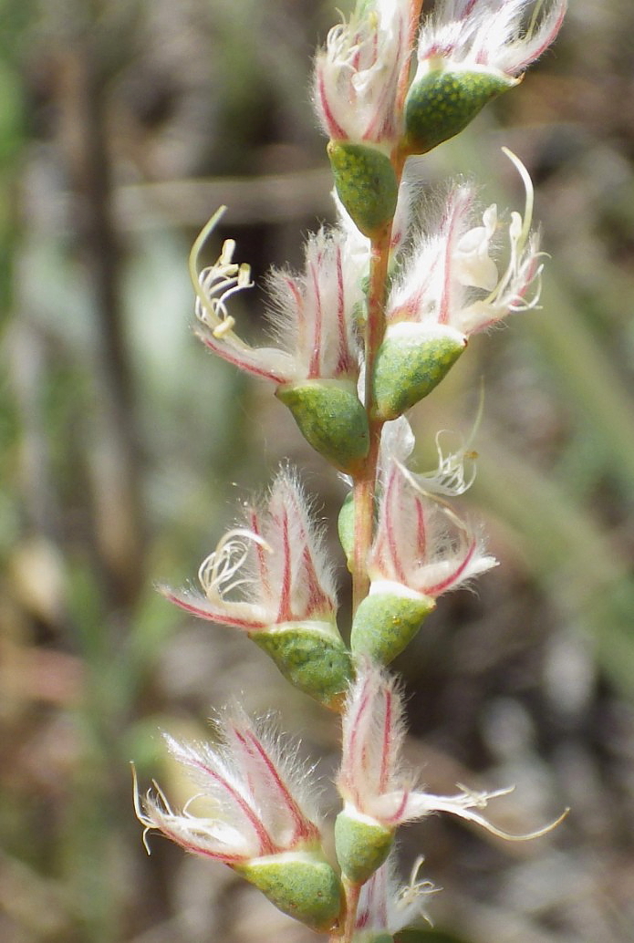 a flower with many buddings growing on it