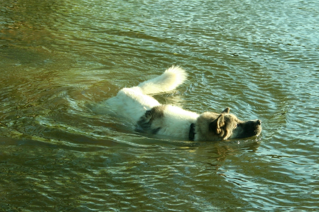 a large white dog is in a body of water