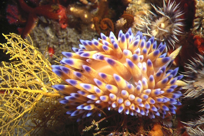an orange and blue coral sits among other marine life