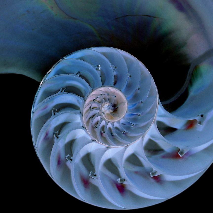 an ocean snail shell looking down at its center