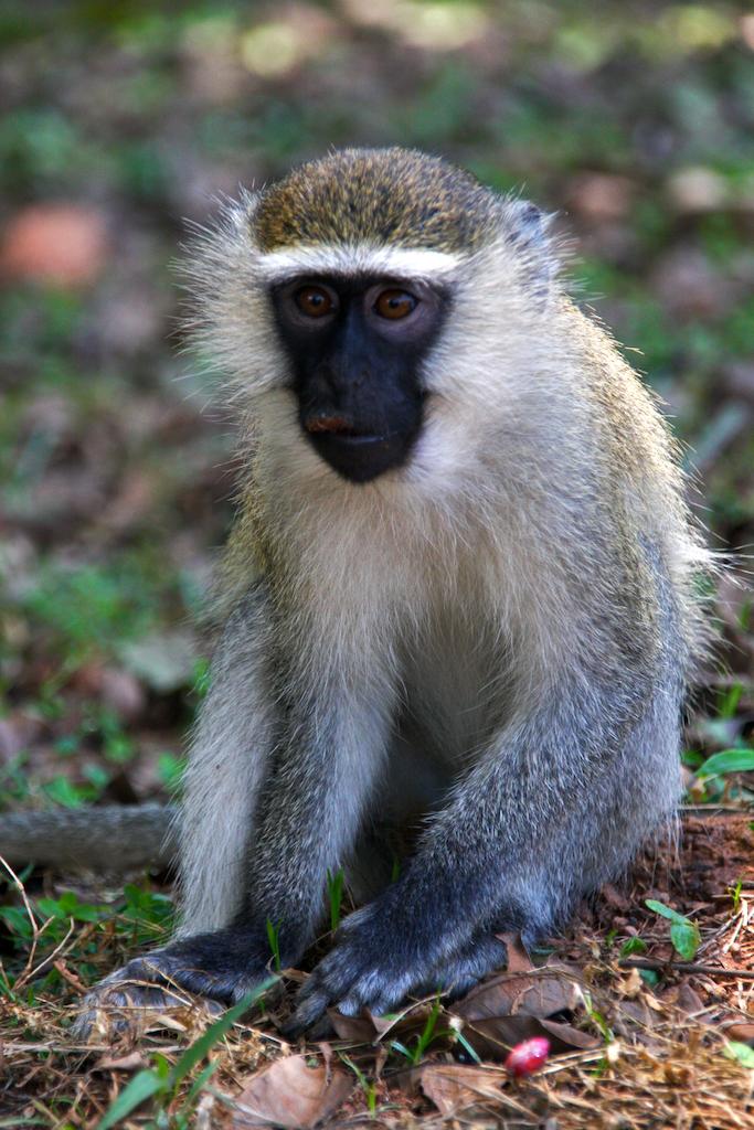 a close up of a monkey on the ground