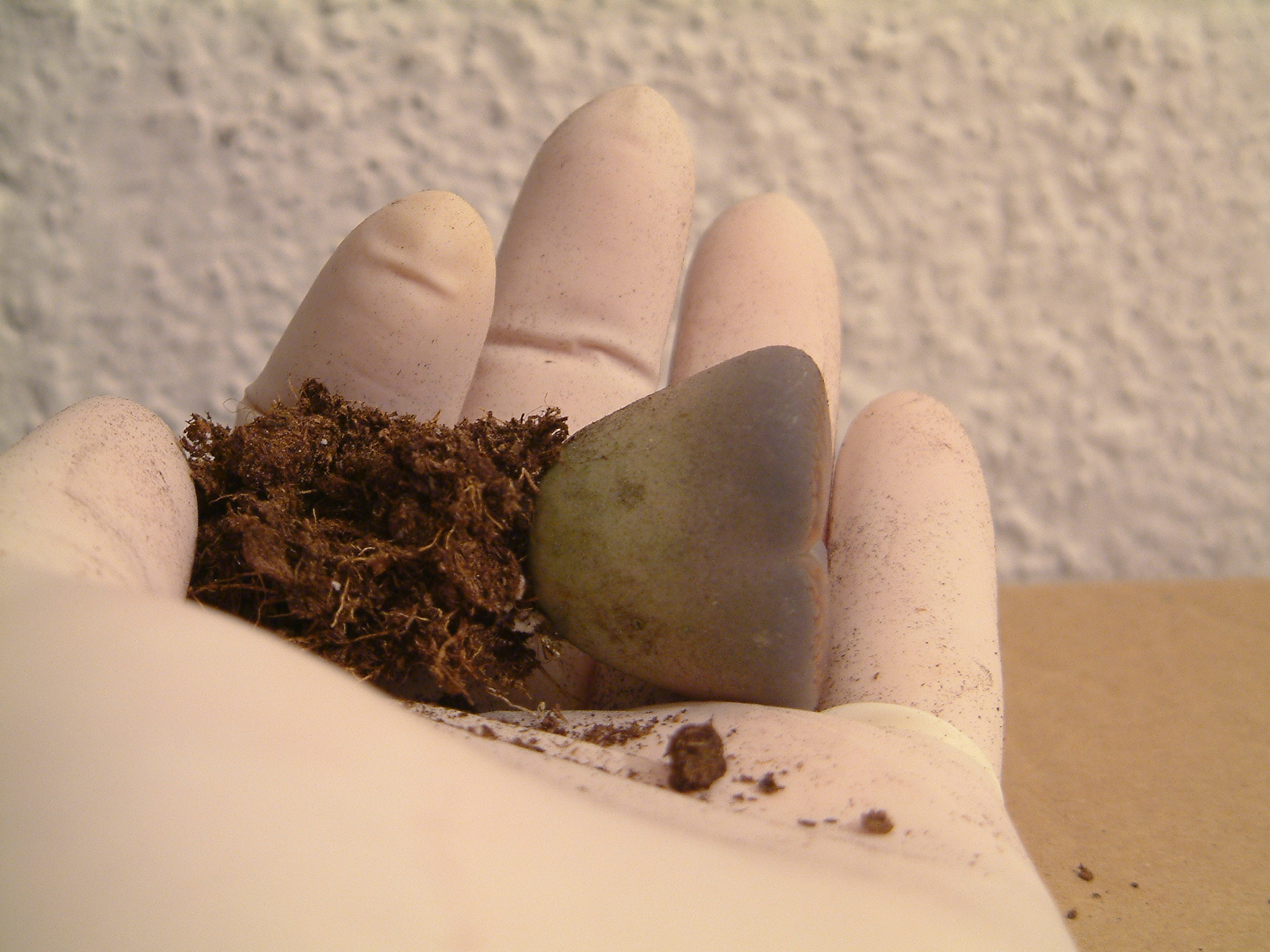 a rock and dirt soil in the palm of someone's hand