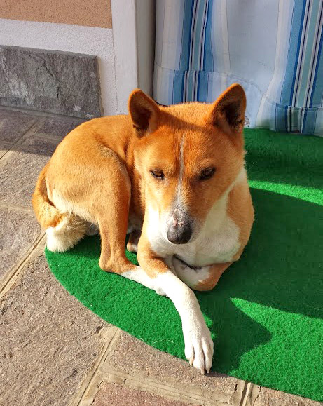 a dog laying on a fake mat with his front paws