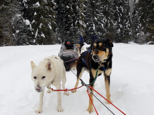 two dogs tied to the snow on leashes