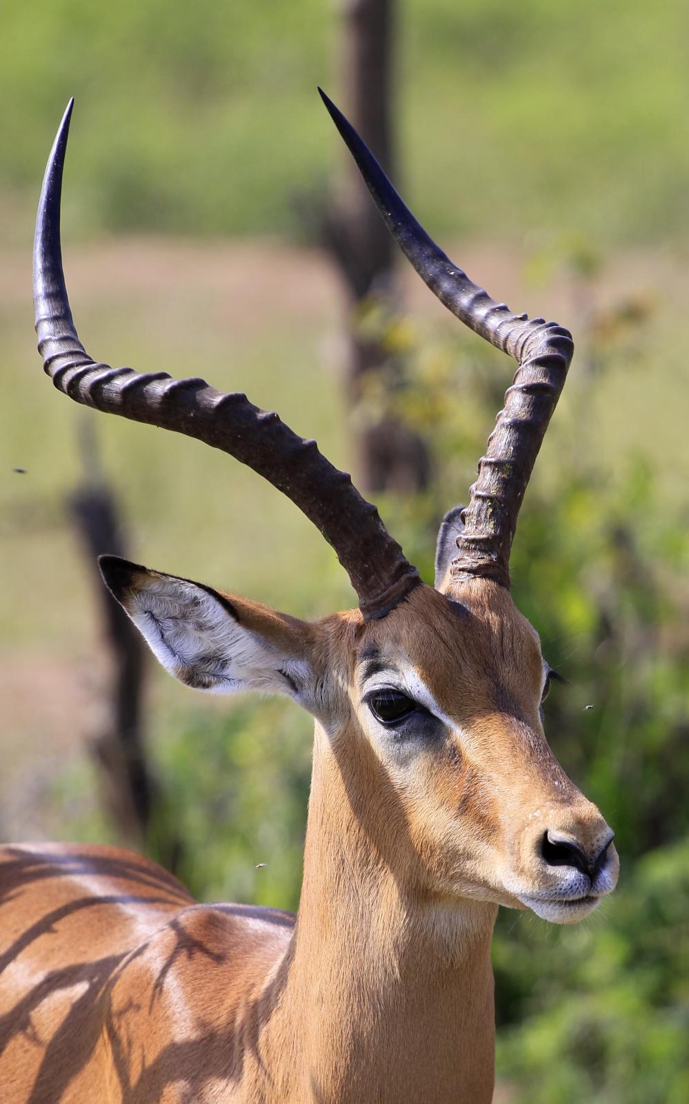 an antelope looks straight ahead while standing by itself