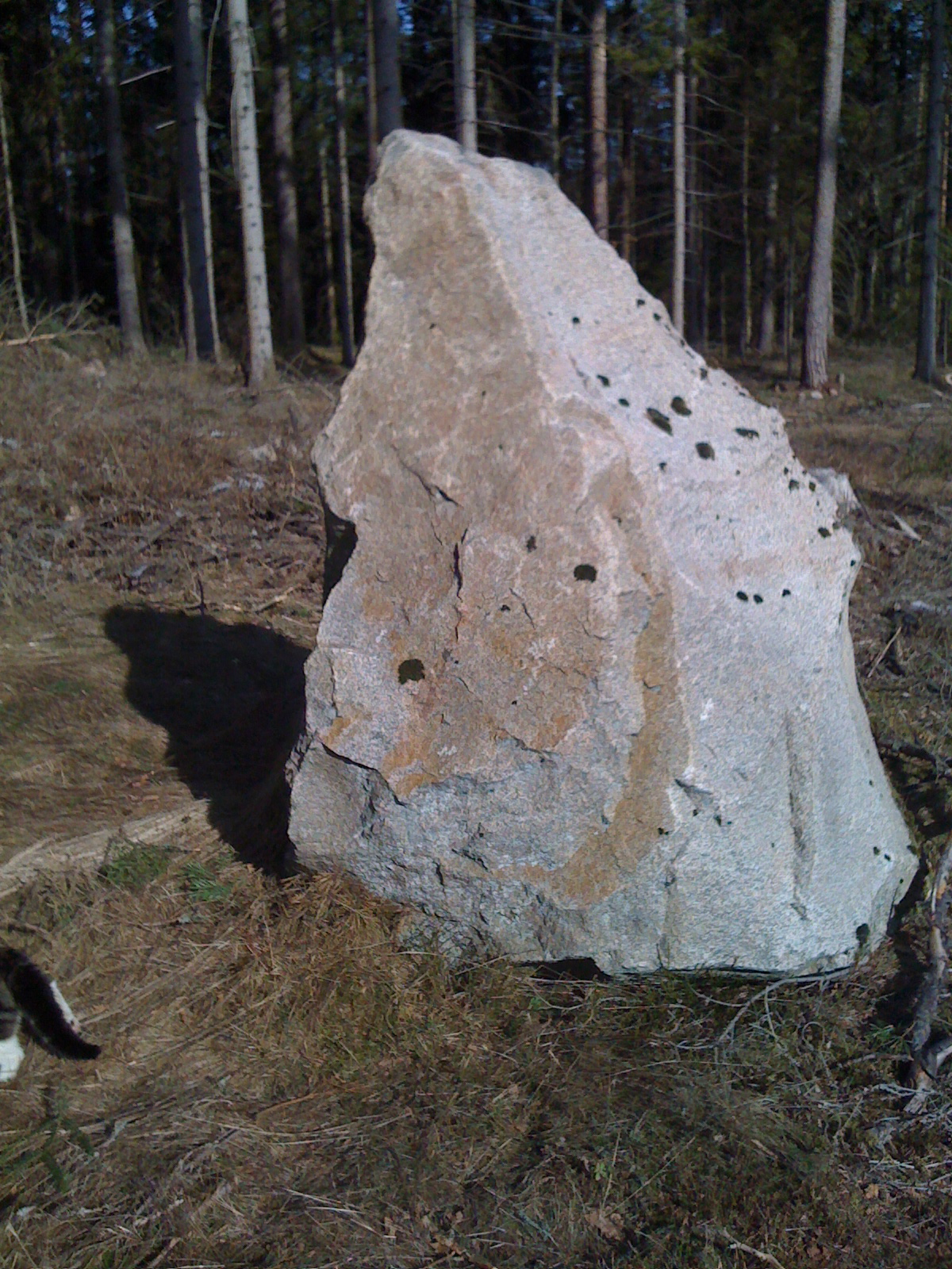 a large rock is in the middle of a wooded area