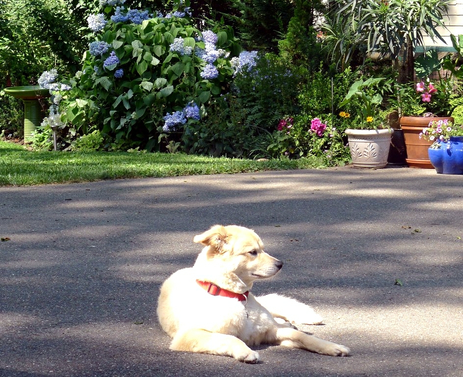 a yellow dog sitting down in the sun