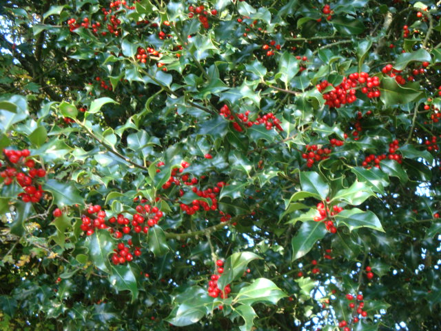 a bush with berries on a sunny day