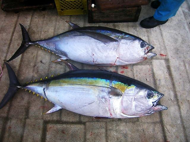 two long tailed tuna with markings on their backs