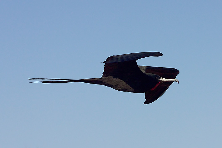 a bird flying through the sky over it