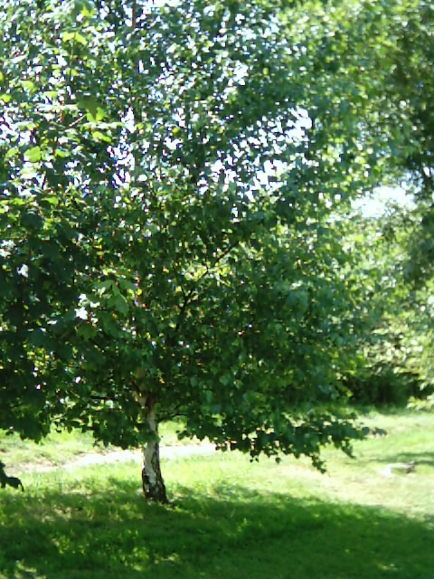 two women, one standing under a tree, the other looking up