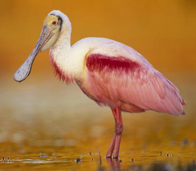 a pink bird standing in the middle of a body of water