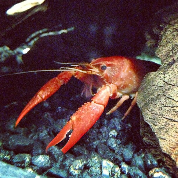 an orange crawfish is standing on a rocky reef