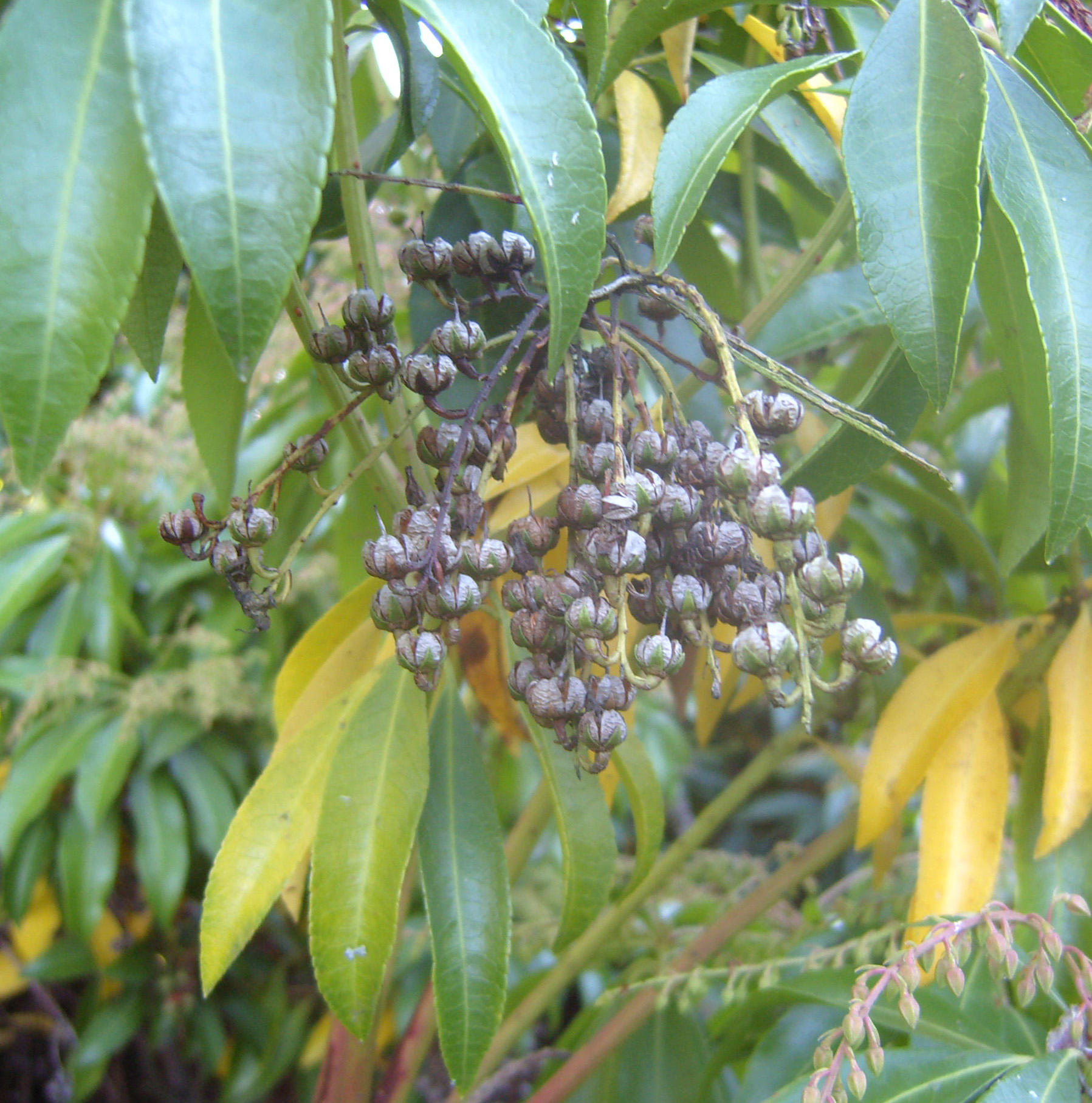 berry berries on the tree next to leaves